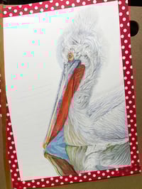 Image 5 of On the Open Seas - Pelican Original Colored Pencil Bird Portrait