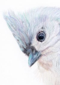 Image 4 of Tufted Titmouse - Original Colored Pencil Bird Portrait