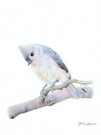 Image 1 of Tufted Titmouse - Original Colored Pencil Bird Portrait