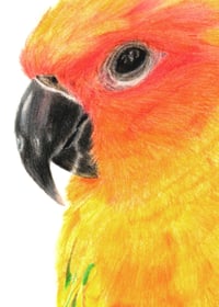 Image 4 of Lean In - Sun Conure Original Colored Pencil Bird Portrait