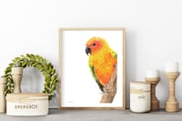 Image 2 of Lean In - Sun Conure Original Colored Pencil Bird Portrait