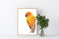 Image 3 of Lean In - Sun Conure Original Colored Pencil Bird Portrait