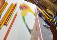 Image 5 of Lean In - Sun Conure Original Colored Pencil Bird Portrait