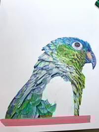 Image 5 of Amazon Parrot - Original Colored Pencil Bird Portrait