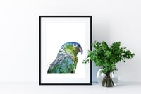 Image 3 of Amazon Parrot - Original Colored Pencil Bird Portrait