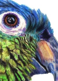 Image 4 of Amazon Parrot - Original Colored Pencil Bird Portrait
