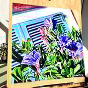 Image of Morning Glory 