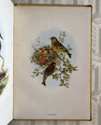 Image 8 of Garden Birds a vintage King Penguin book