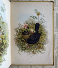 Image 9 of Garden Birds a vintage King Penguin book