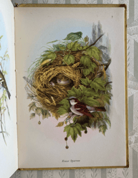 Image 10 of Garden Birds a vintage King Penguin book