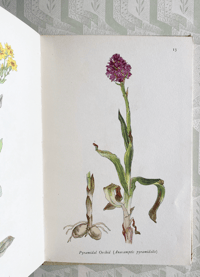 Image 6 of Wild flowers of the chalk vintage King Penguin book