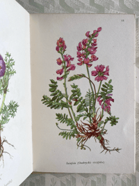 Image 7 of Wild flowers of the chalk vintage King Penguin book