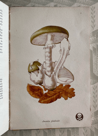 Image 7 of Vintage King Penguin book Poisonous Fungi