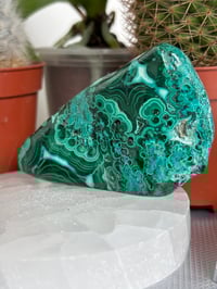 Image 1 of Malacholla freeform 1