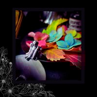 Image 5 of ☽ Ossvarivm ☾