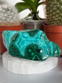 Image 1 of Malacholla Freeform 2