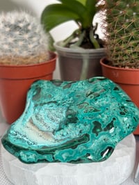 Image 2 of Malacholla Freeform 3