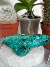 Image 3 of Malacholla Freeform 3