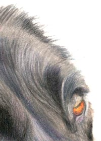 Image 4 of Black Lab - Print of an Original Colored Pencil Dog Portrait