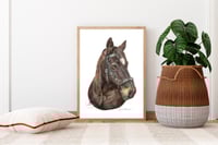 Image 2 of Star- Print of an Original Colored Pencil Horse Portrait
