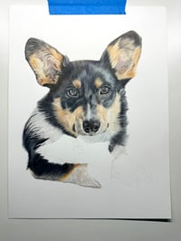 Image 4 of Pembroke Welsh Corgi - Print of an Original Colored Pencil Dog Portrait