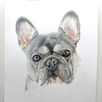 Image 5 of Frenchie - French Bulldog - Print of an Original Colored Pencil Dog Portrait