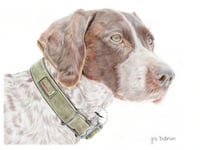 Image 1 of German Short Haired Pointer - Print of an Original Colored Pencil Dog Portrait