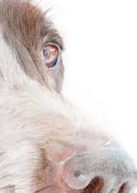 Image 4 of German Short Haired Pointer - Print of an Original Colored Pencil Dog Portrait