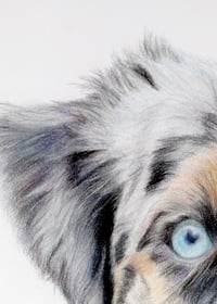 Image 4 of Australian Shepherd - Print of an Original Colored Pencil Dog Portrait
