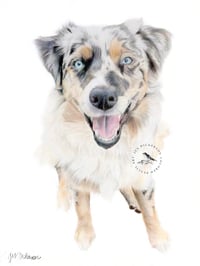 Image 1 of Australian Shepherd - Print of an Original Colored Pencil Dog Portrait
