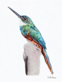 Image 1 of Jacamar- Print of an Original Colored Pencil Bird Portrait