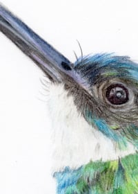 Image 4 of Jacamar- Print of an Original Colored Pencil Bird Portrait