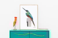 Image 3 of Jacamar- Print of an Original Colored Pencil Bird Portrait