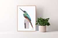Image 2 of Jacamar- Print of an Original Colored Pencil Bird Portrait