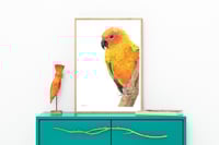 Image 2 of Lean In - Sun Conure - Print of an Original Colored Pencil Bird Portrait