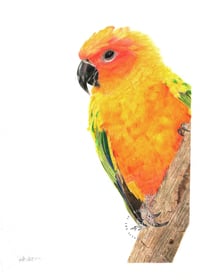 Image 1 of Lean In - Sun Conure - Print of an Original Colored Pencil Bird Portrait
