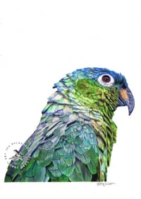 Image 1 of Amazon Parrot - Print of an Original Colored Pencil Bird Portrait