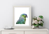 Image 3 of Amazon Parrot - Print of an Original Colored Pencil Bird Portrait