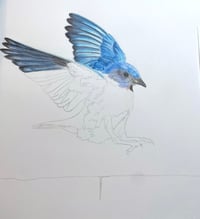 Image 5 of Coming in for a Landing - Print of an Original Bluebird Colored Pencil Portrait