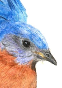 Image 4 of Coming in for a Landing - Print of an Original Bluebird Colored Pencil Portrait