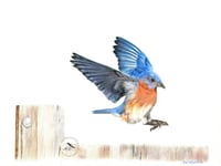 Image 1 of Coming in for a Landing - Print of an Original Bluebird Colored Pencil Portrait