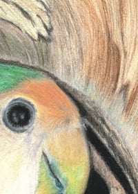 Image 4 of The Rough with the Smooth - Print of an Original Lovebird Colored Pencil Portrait