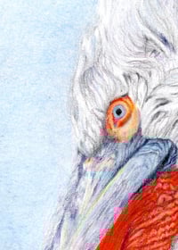 Image 4 of On the Open Seas - Print of a Pelican Original Colored Pencil Bird Portrait