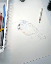Image 5 of Tufted Titmouse - Print of an Original Colored Pencil Bird Portrait