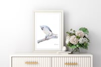 Image 3 of Tufted Titmouse - Print of an Original Colored Pencil Bird Portrait