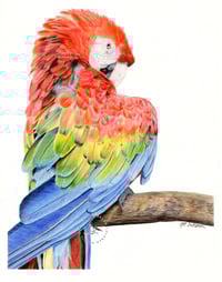 Image 1 of Red Macaw - Print of an Original Colored Pencil Bird Portrait
