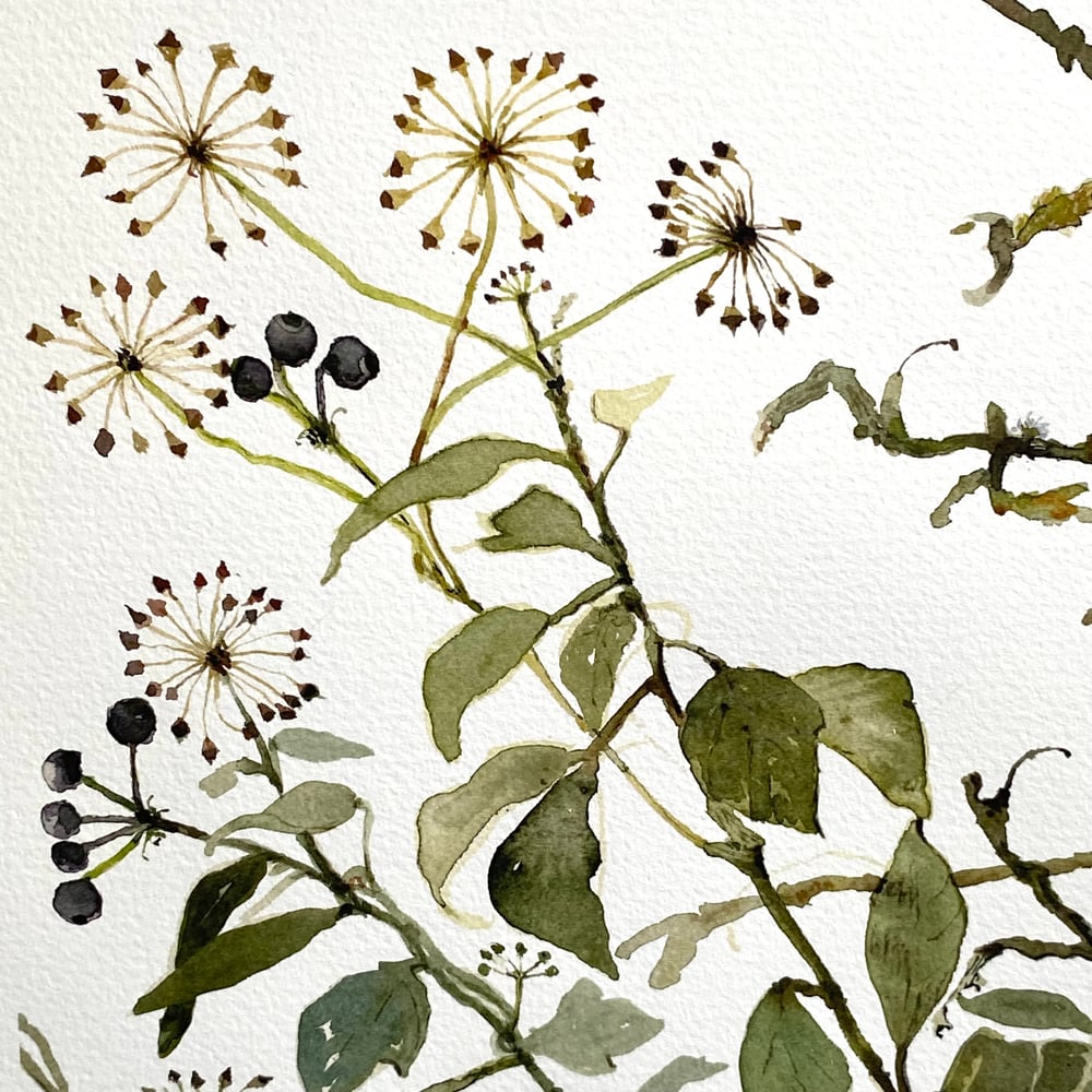 Image of Ivy Berries 