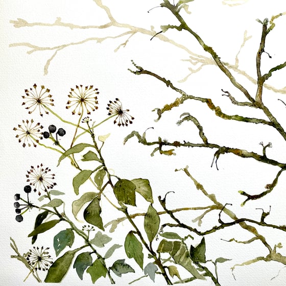 Image of Ivy Berries 