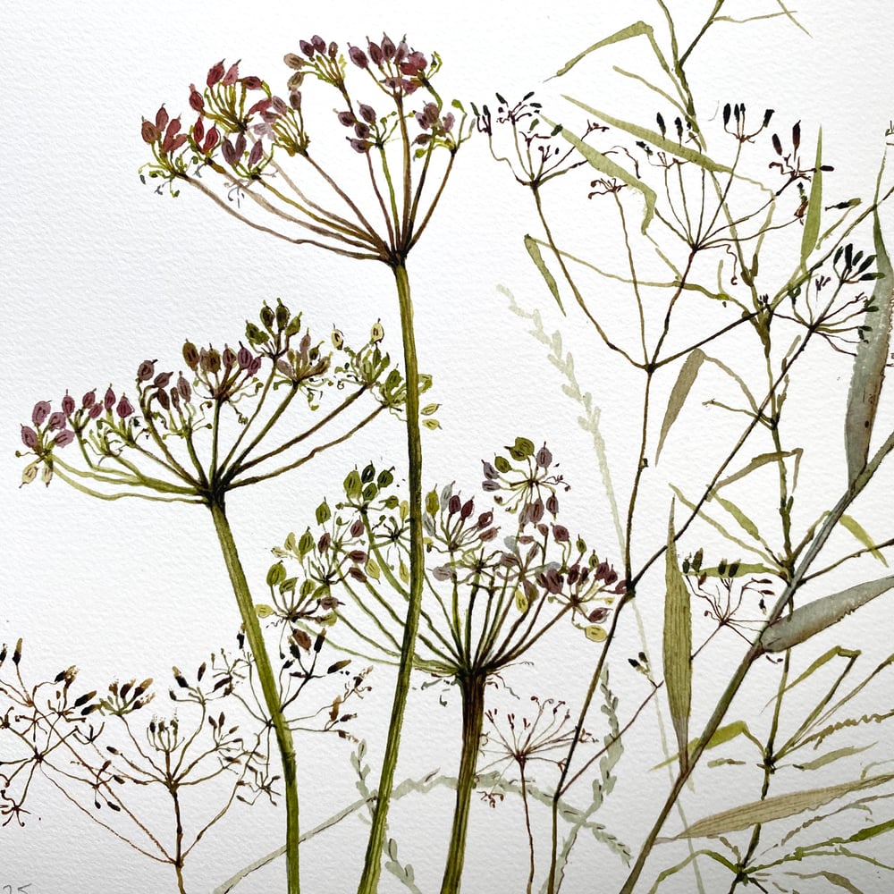 Image of Hedgerow 2
