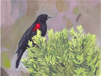 Image 2 of Red-winged Blackbird Print